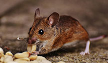 24 Hour & Emergency Exterminators in Melrose Park, IL